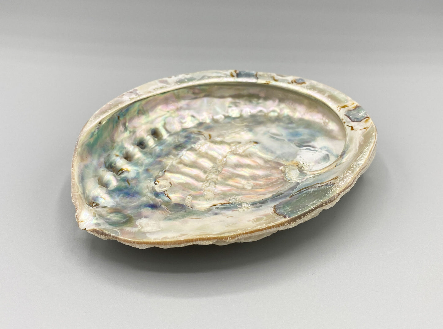 Abalone Shell